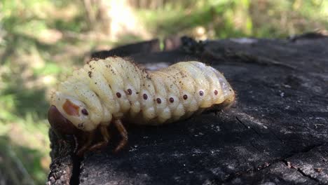Big-white-grub-slowly-walking-and-falling-from-a-tree-trunk