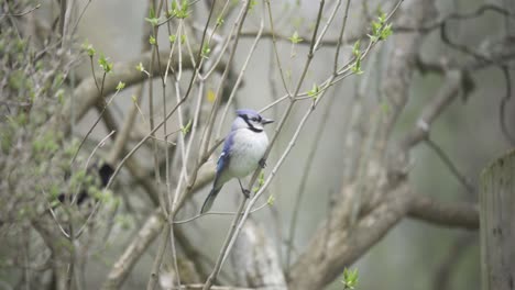 Portrait-Of-A-Wild-Perched-Blue-Jay-Bird-Before-Flying-Away,-Forest-Songbird-Of-Canada