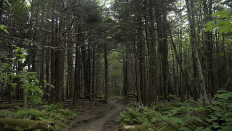 Bäume-Am-Weg-Wehen-Im-Wind-Im-Great-Smoky-Mountains-Nationalpark