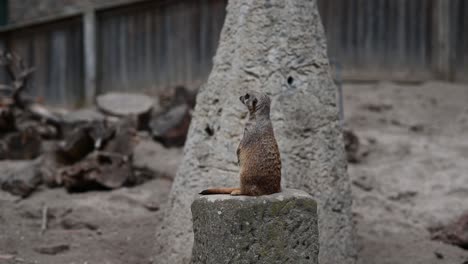 Meerkat-resting-on-rock-and-observing-area-during-sunny-day-in-nature,close-up