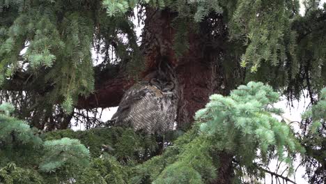 Close-shot-of-a-beautiful-Great-Horned-Owl-under-the-branches-of-a-spruce-tree