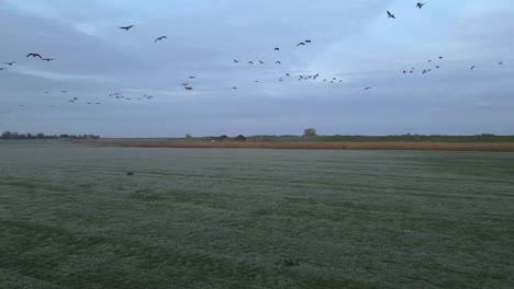 Bandada-De-Pájaros-Volando-Sobre-El-Campo-De-Hierba-En-La-Naturaleza-Holandesa,-Aérea