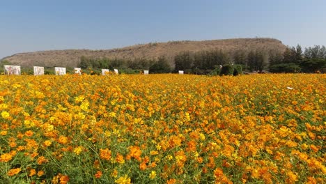 Beautiful-fields-of-orange-Cosmos-flowers-in-full-bloom-in-Thailand