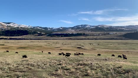 Herd-of-Bison-Grazing-in-Lamar-Valley