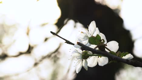 Frische-Weiße-Blumen-Eines-Obstbaums,-Der-Von-Der-Sonne-Hinterleuchtet-Wird