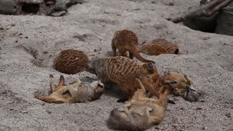Mongoose-Family-resting-and-fighting-in-sandy-desert-court-in-wilderness,close-up