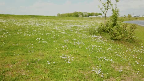 Epischer-Schuss-Auf-Dem-Weißen-Gänseblümchenfeld-In-Der-Frühlingssaison