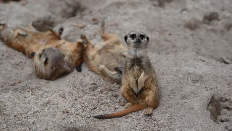 Group-of-resting-meerkats-on-sand-in-wilderness,some-lying-on-back,static-close-up