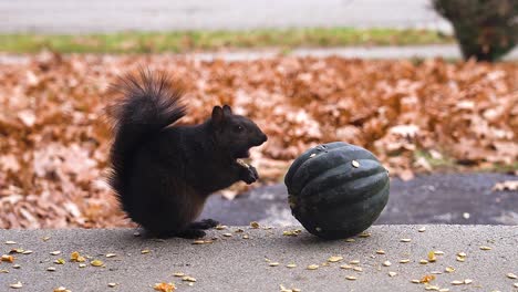 A-black-squirrel-sits-perched-on-a-front-step-while-eating-squash-seeds-in-late-fall-2020