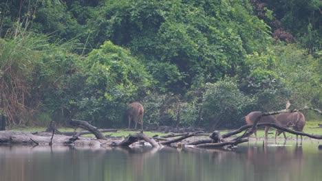 Sambar-Deer,-Rusa-unicolor,-Thailand