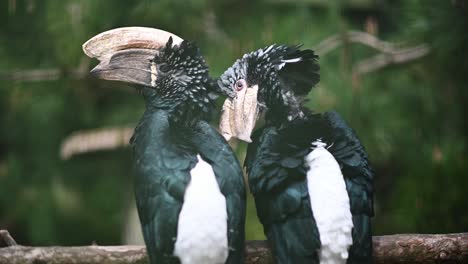 Couple-of-Silvery-cheeked-hornbill-relaxing-on-wooden-branch-in-wilderness,close-up