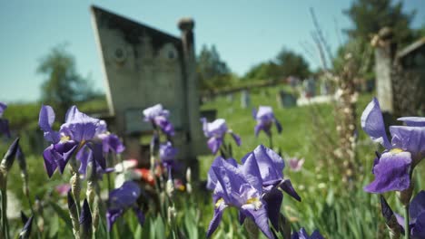 Blue-Iris-springtime-flowers-blowing-in-breeze-in-Eastern-European-Orthodox-cemetery-graveyard