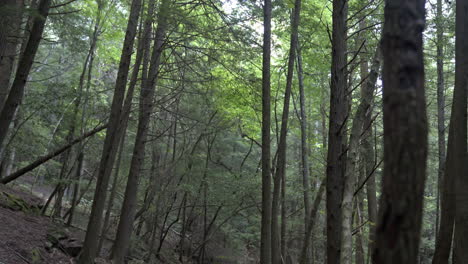 Man-walks-through-woods-on-boardwalk-in-lush-Appalachian-forest