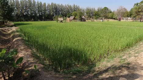 Kleines-Reisfeld-Eines-Subsistenzbauern-In-Asien