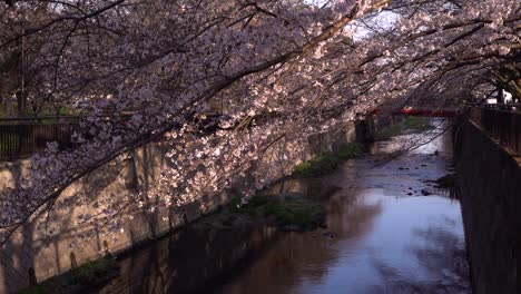 Atemberaubende-Nachmittagslandschaft-Am-Wunderschönen-Fluss-Mit-Sakura-Kirschblütenbäumen