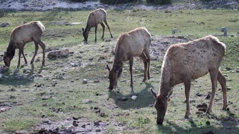 Elk-Herd-grazing-in-Yellowstone