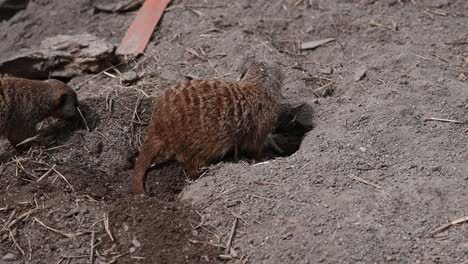 Wild-Meerkat-digging-hole-in-ground-looking-food-outdoors-in-sand-of-national-park,close-up