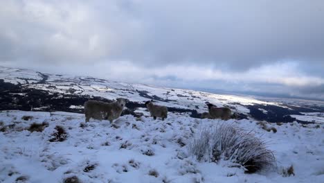 great-shot-of-a-few-sheep-walking-about-in-the-snow-up-on-the-top-in-a-small-english-town