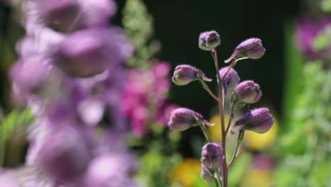Eine-Schöne-Ritterspornblume-In-Einem-Englischen-Garten