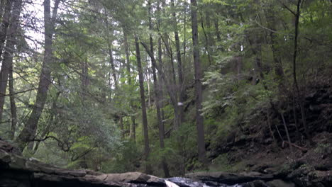 Small-waterfall-looking-up-at-overhanging-trees-in-Smoky-Mountains-in-Tennessee