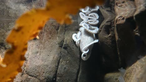 Nahaufnahme-Eines-Weißen-Oktopus,-Der-An-Sonnigen-Tagen-Zwischen-Felsen-Unter-Wasser-Ruht