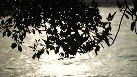 Silhouetted-Tree-Leaves-Against-Shimmering-Water-Of-A-River-At-Evening