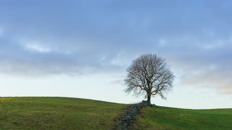 Time-lapse-of-clouds-moving,-sky-clearing-up-over-a-lonely-leafless-tree-on-green-meadows