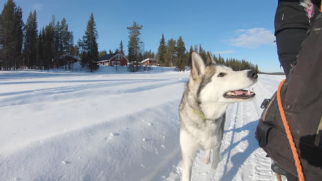 4k-shot-of-a-Siberian-Husky-dog-running-beside-a-sled-on-snow-on-a-beautiful-sunny-day-in-Kiruna,-Sweden