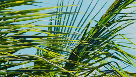 Palm-leaves-from-a-coconut-tree-blowing-in-the-wind---isolated-on-the-boughs-and-sky