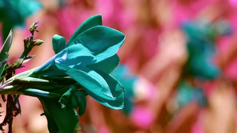 Surreale-Farben-Auf-Einer-Blühenden-Tropischen-Pflanze-Mit-Einem-Defokussierten-Rosa-Und-Roten-Blumenhintergrund