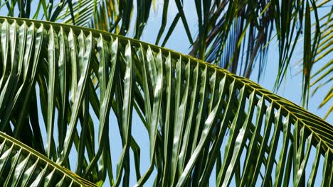 Isolated-palm-boughs-from-a-coconut-tree-gently-rustling-in-the-tropical-wind