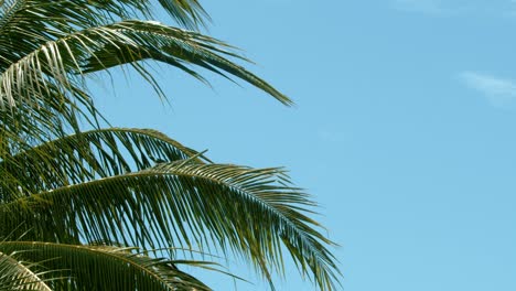 Kokospalmenzweige,-Die-An-Einem-Milden,-Tropischen-Tag-In-Der-Sanften-Brise-Wehen