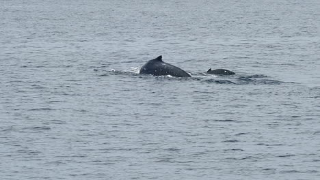 Female-Humpback-Whale-and-calf-surface-to-breathe-then-dive-with-mother's-tail-fluke-visible