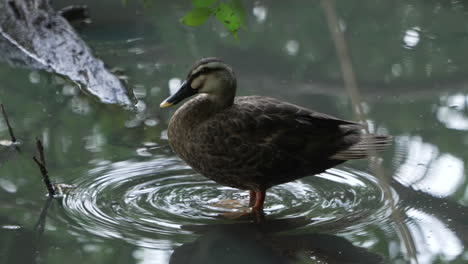 Slow-Motion-Shot-Of-An-Eastern-Spot-billed-Duck-Causing-Ripples-In-Saitama,-Japan---close-up