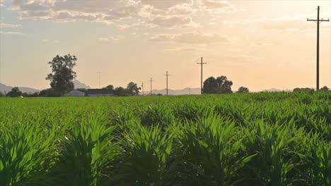 Scenic-View-Of-Corn-Field-During-Sunset-In-Marana,-Suburb-Of-Tucson,-Arizona---panning-shot