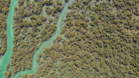 Aerial-dolly-left-shot-of-Al-Reem-mangroves