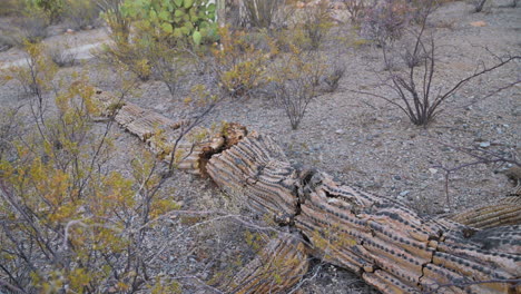 Tot-Verrottender-Saguaro-Kaktus-Auf-Dem-Wüstenboden-In-Arizona
