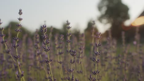 Lavender-in-the-Garden-in-the-hot-summer