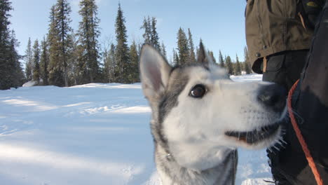 4k-shot-of-a-Siberian-Husky-dog-running-towards-the-camera-in-a-snowy-forest-in-Kiruna,-Sweden