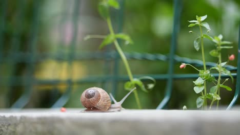 Garden-snail,-time-lapse-footage
