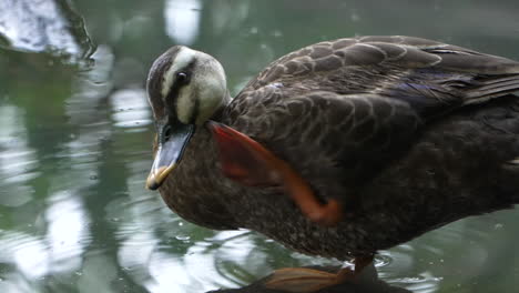 Eastern-Spot-Billed-Duck-On-Freshwater-Scratching-Its-Face-In-Saitama,-Japan