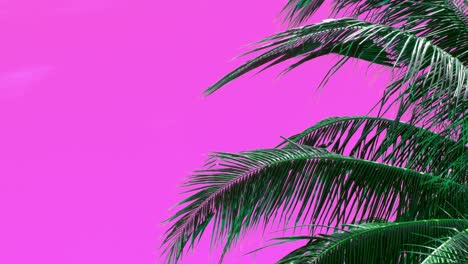 Coconut-palm-leaves-blowing-in-a-gentle-tropical-breeze-with-a-pink-background-which-is-keyable-and-can-be-replaced-with-your-backdrop