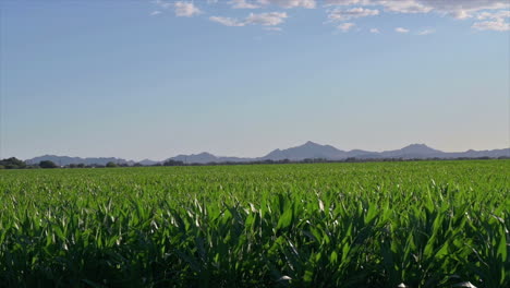 Scenic-View-Of-Corn-Field-And-Blue-Sky-In-Tucson,-Arizona,-United-States,-Picacho-Mountains-in-distance