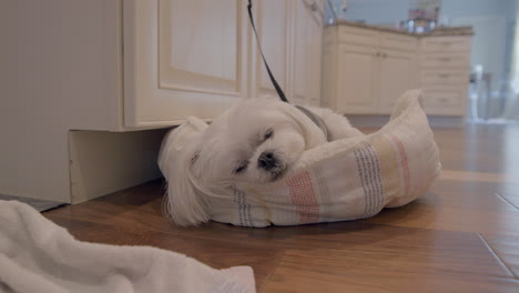 Slow-push-towards-a-small-cute-white-dog-sleeping-in-his-bed-in-the-kitchen