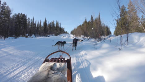 4k-shot-of-a-group-of-husky-sled-dogs-pulling-a-sled-through-dense-winter-forest