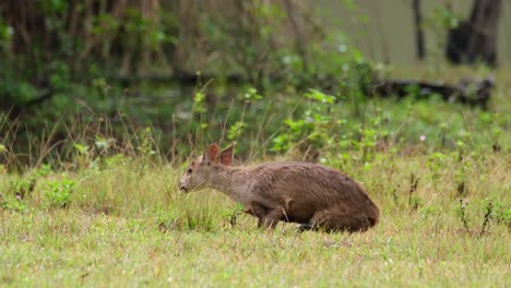 Ciervo-Cerdo-Indio,-Hyelaphus-Porcinus,-Tailandia