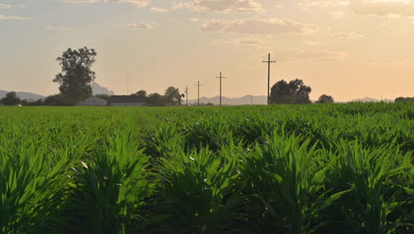 Corn-Field-Plantation-In-Summer-Agricultural-Season-In-Tucson,-Arizona---static-shot