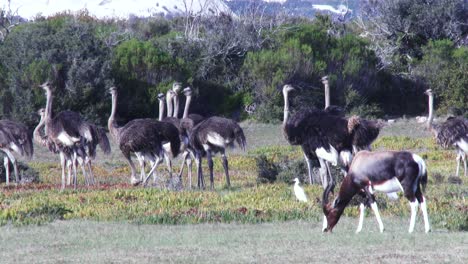 A-large-flock-of-ostriches-wonder-in-a-coastal-habitat-in-South-Africa