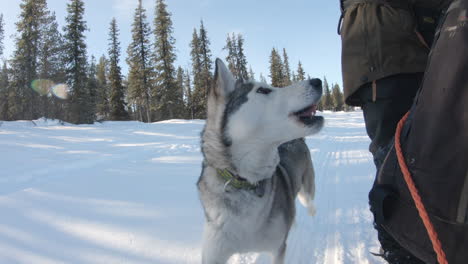 4K-Aufnahme-Eines-Sehr-Glücklichen-Sibirischen-Husky-Hundes,-Der-Neben-Dem-Schlitten-In-Einem-Verschneiten-Wald-In-Kiruna,-Schweden,-Aufläuft