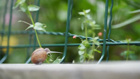 Garden-snail-on-green-leaf,-time-lapse-footage